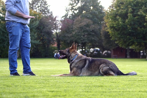 Hundewiese Eickhorst